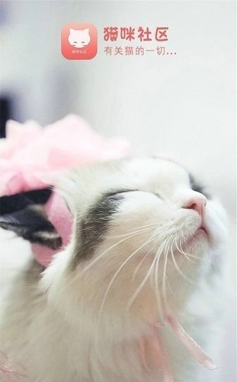 猫咪社区截图1