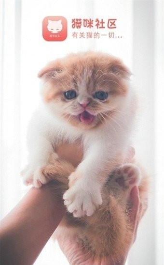 猫咪社区截图3