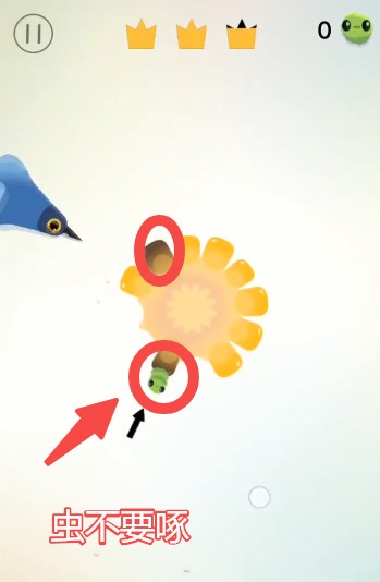 pigeonpop