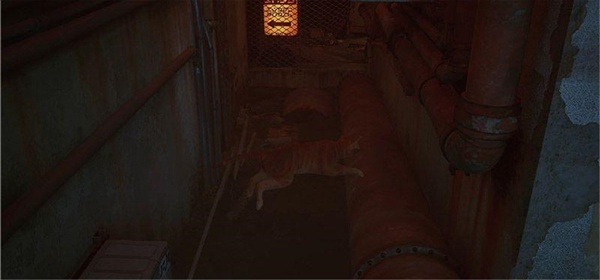 stray迷失
