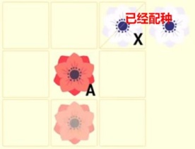 世界之光如何杂交花朵